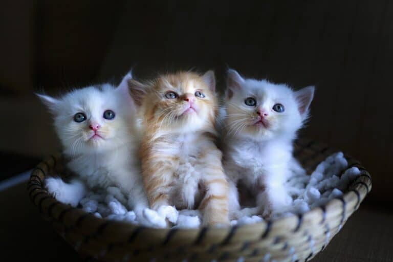 Cute Kittens